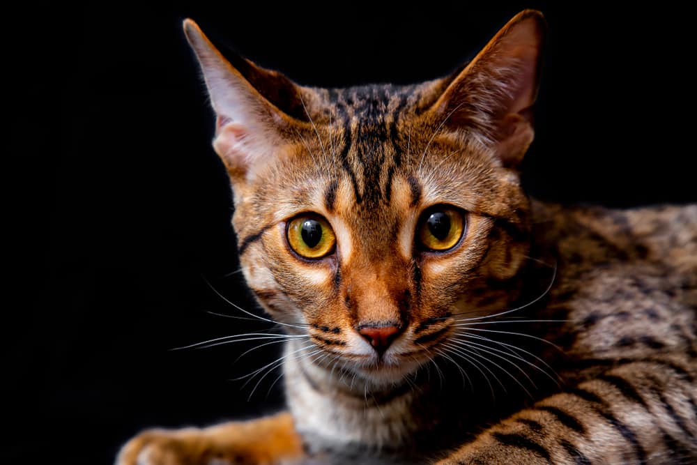 f5 Savannah cat