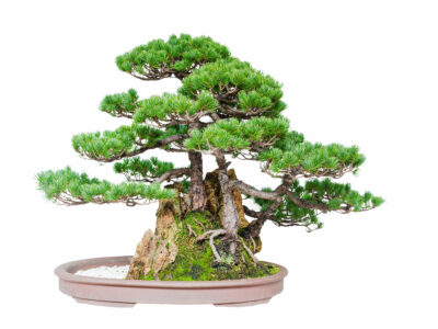 A Discover the Largest Bonsai Tree in the World – A 600-Year-Old Phenomenon