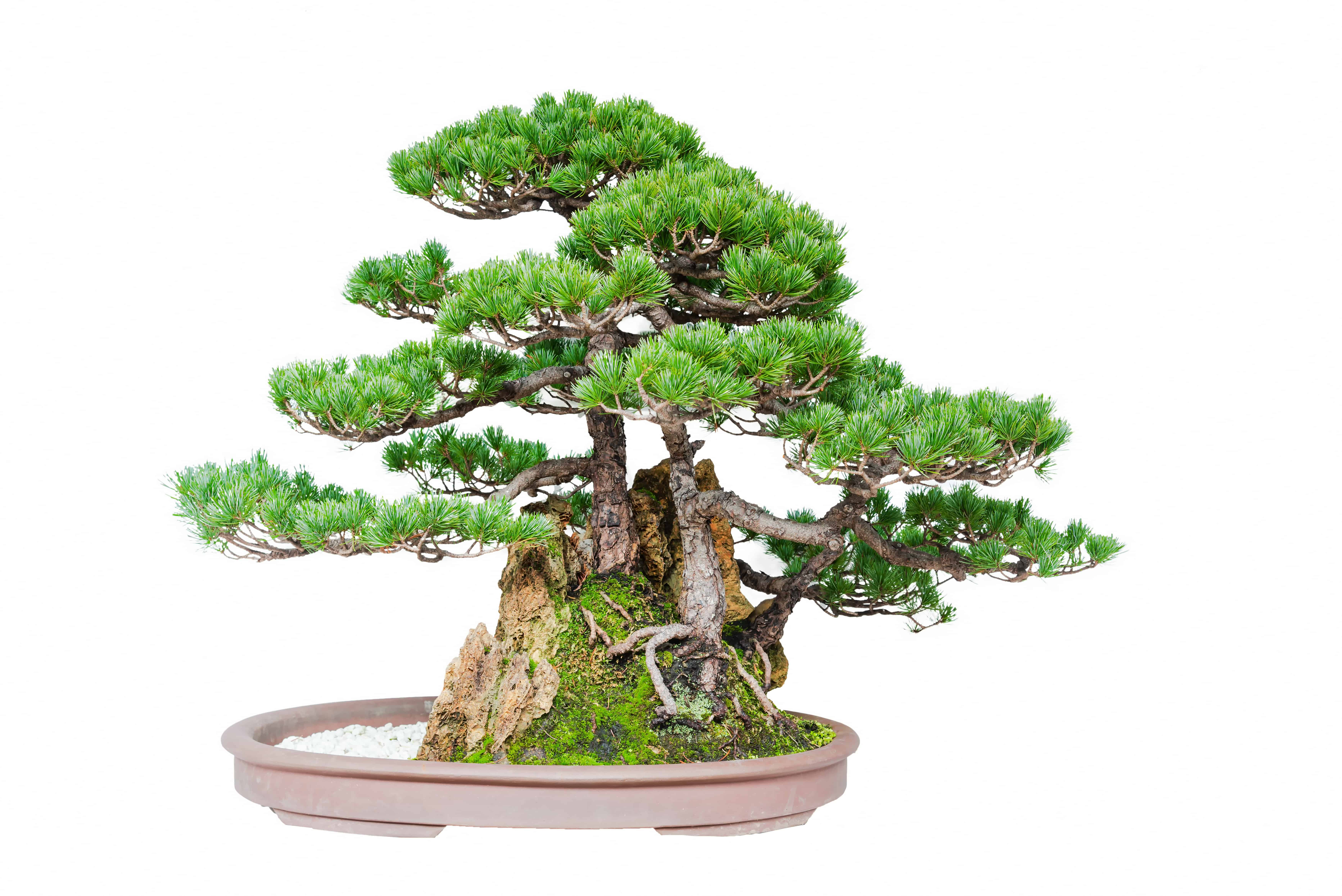 Buddhist Pine Bonsai Trees in One Bonsai Pot