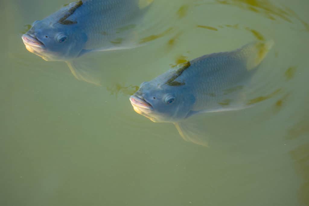 Nile perch slowly swimming underwater.