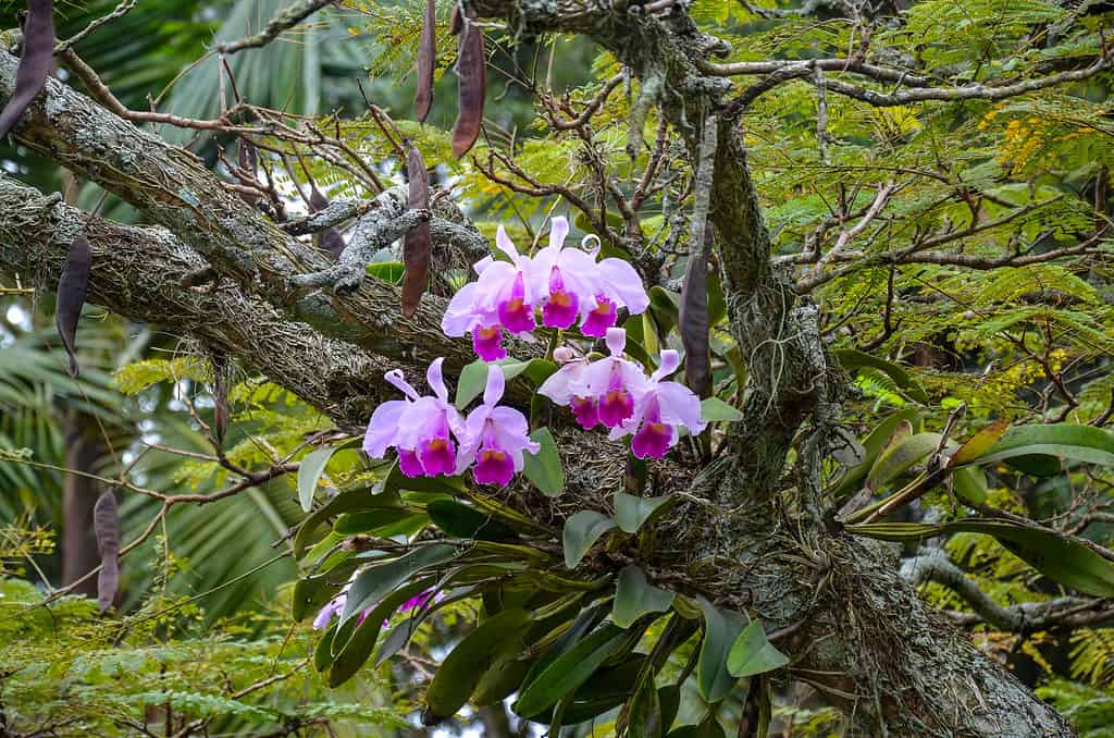 Lan Cattleya Trianae, quốc hoa của Colombia.