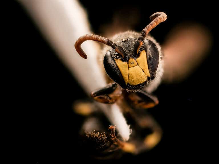 Macro of a yellow-faced bee. The bee is facing the camera and has three distinct areas of cream color on its face. the edges of its head are black. The rest of the body is out of focus but seems to be black with yellow accents.