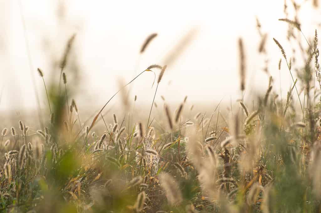 Timothy Grass - Allergy Season in Nebraska