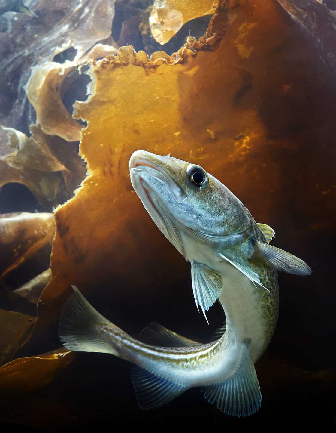 Fresh Cod Animal Atlantic Cod Animal Facts - Gadus morhua - A-Z Animals