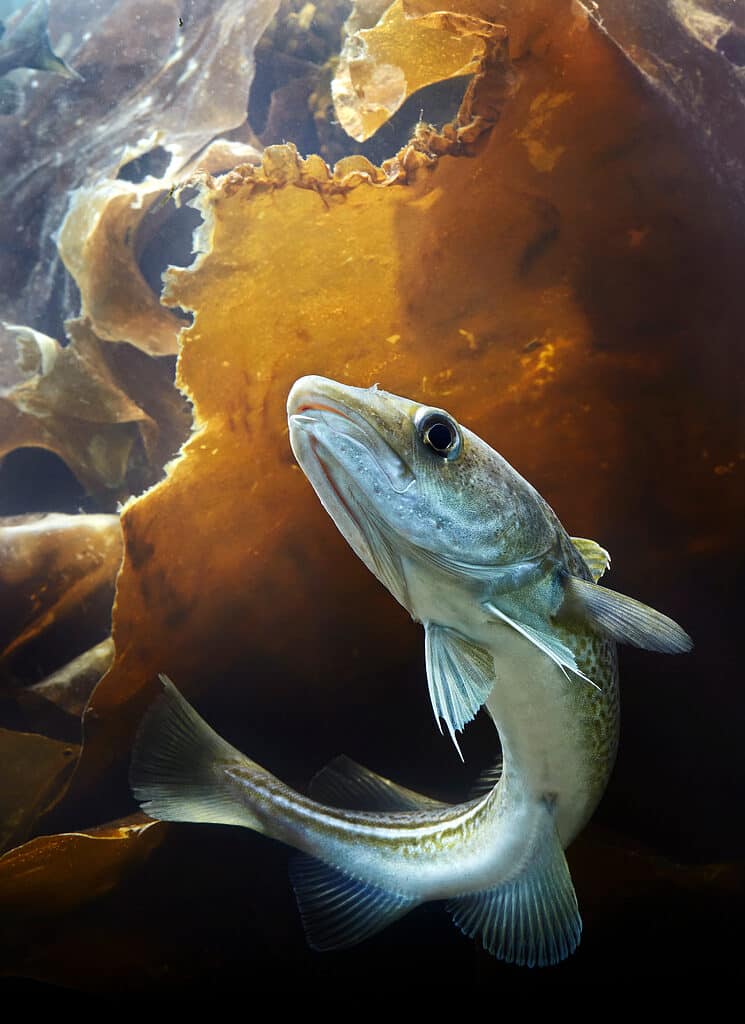 Atlantic Cod (Gadus morhua_