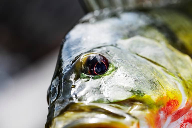 Close-up of a Peacock Bass's eye.
