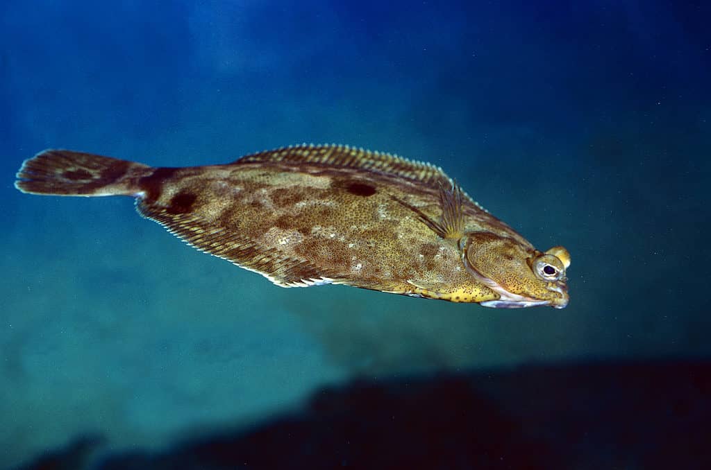 Cá bơn, scophthalmus maximus, Bơi người lớn