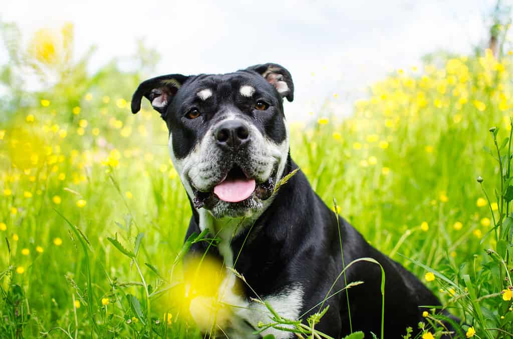 The Ca de Bou is a Spanish Bulldog