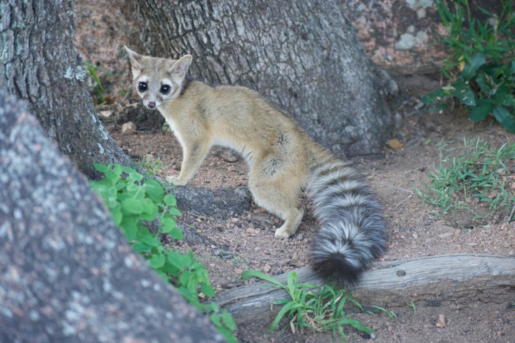 Ringtail Cat