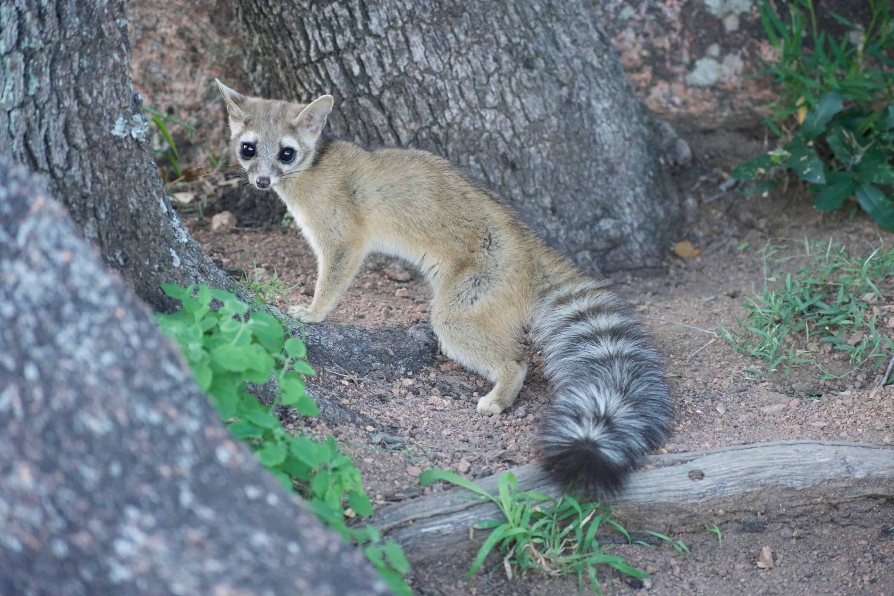 Wildlife in Arizona - Types of Arizonan Animals - A-Z Animals