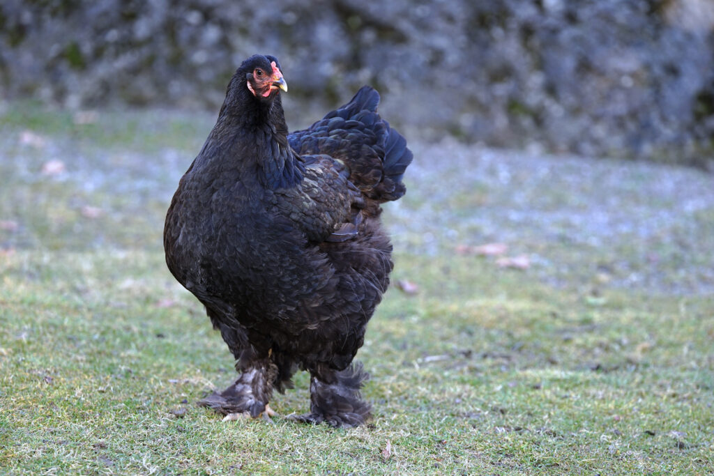 Black Cochin chicken is a beautiful coal-black color. Cochin is heavily feathered from tip to toe.