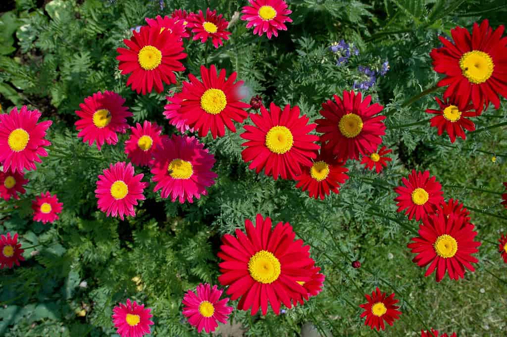 Tanacetum coccineum (Formerly Chrysanthemum coccineus) Painted Daisies are old-fashioned perennials. Lacy dark-green leaves grow in thick clumps with red to dark-pink flowers growing on tall stems.