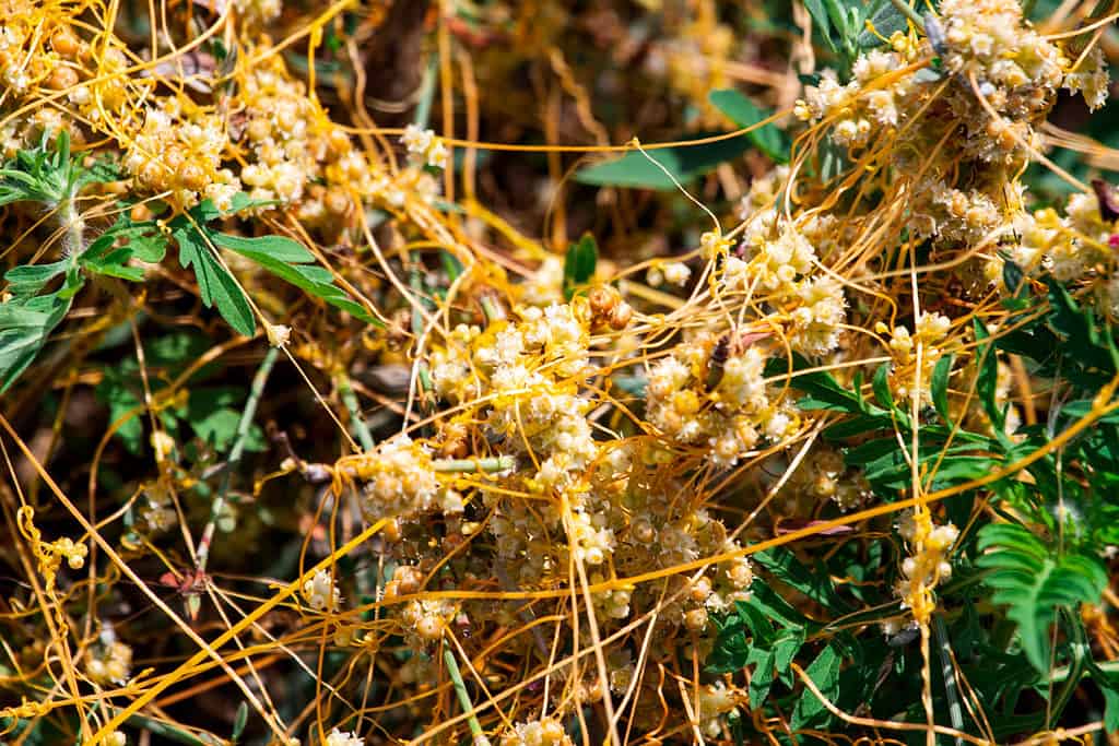 Cuscuta sandwichiana (Kauna'oa kahakai) is a parasitic vine and the only member of the genus Cuscuta that is endemic to the Hawaiian Islands.