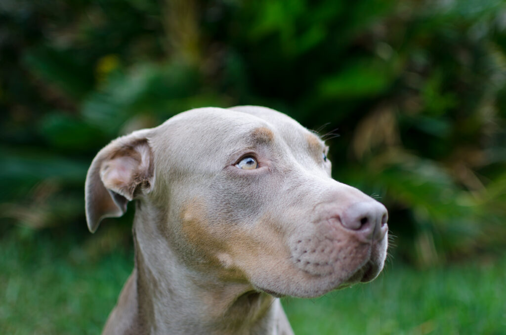 silver blue fawn pitbull