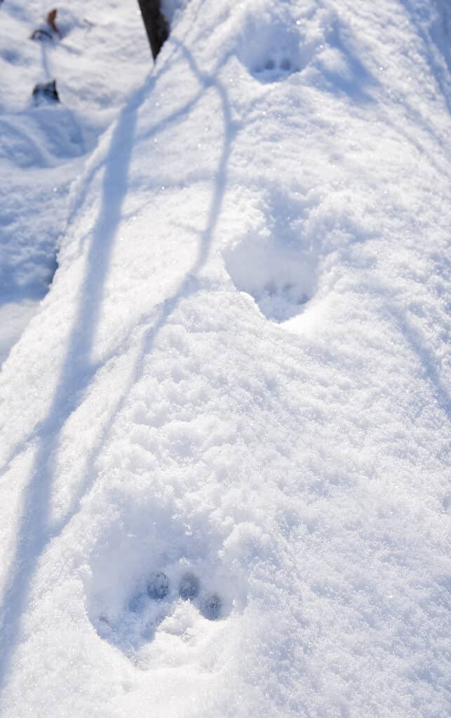 A bobcat pawprint in snow