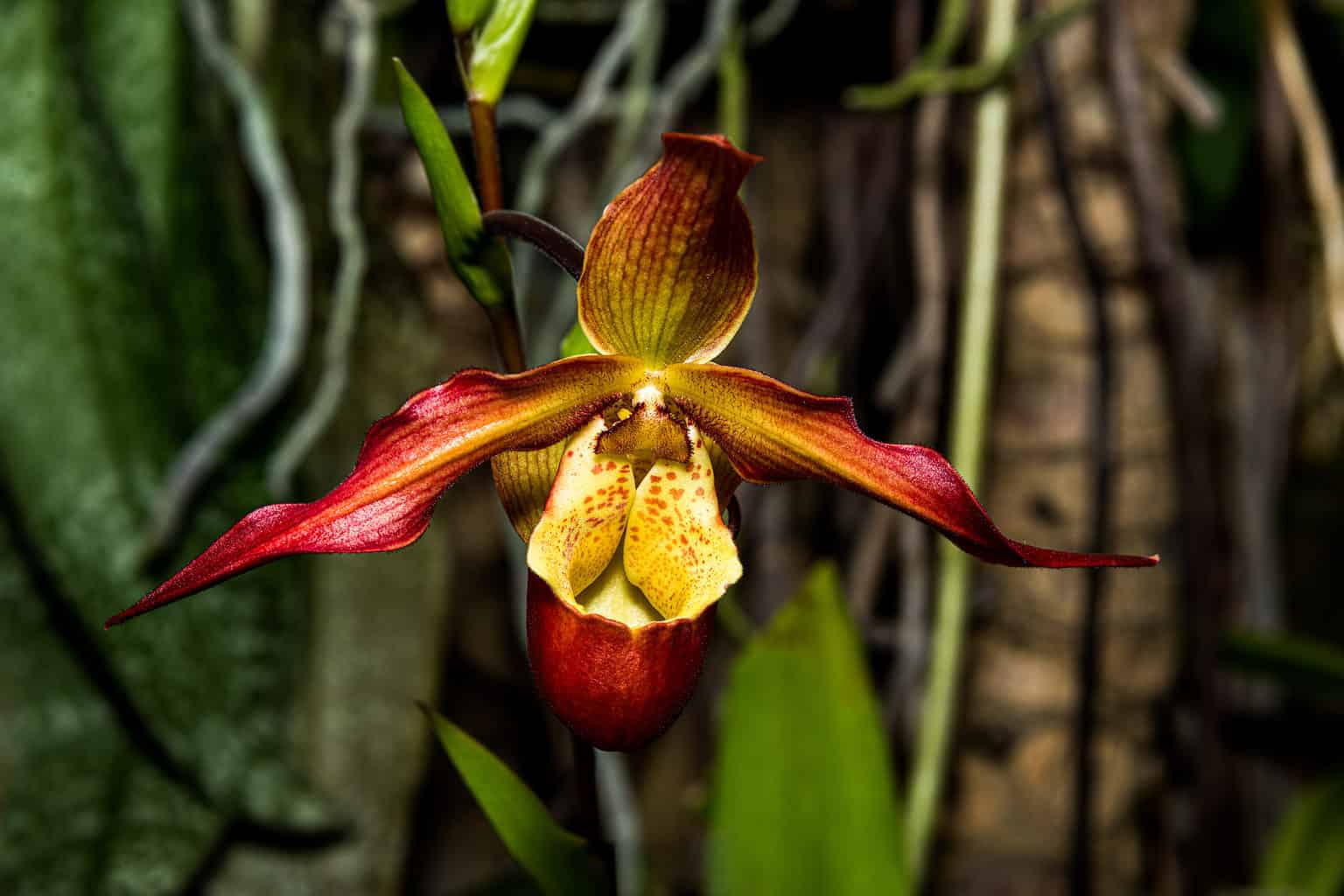 Orchid Soil: Everything You Need to Know - A-Z Animals