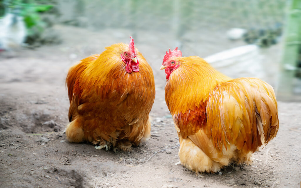 Two Cochin chickens in a farm yard.