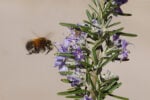Hairy-footed flower bee