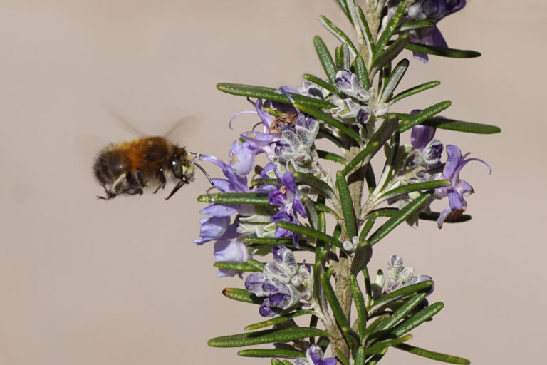 A hairy-footed flower bee (Anthophora plumipes) flying to the flowers of rosemary (Salvia rosmarinus) of the family Lamiaceae, Labiatae. Bergen, Netherlands, March 21, 2020. The bee is in mid-flight, facing the right frame. It is approaching the flowering plant that is light purple blooms with green leaves. The plant takes up the right part of the frame.