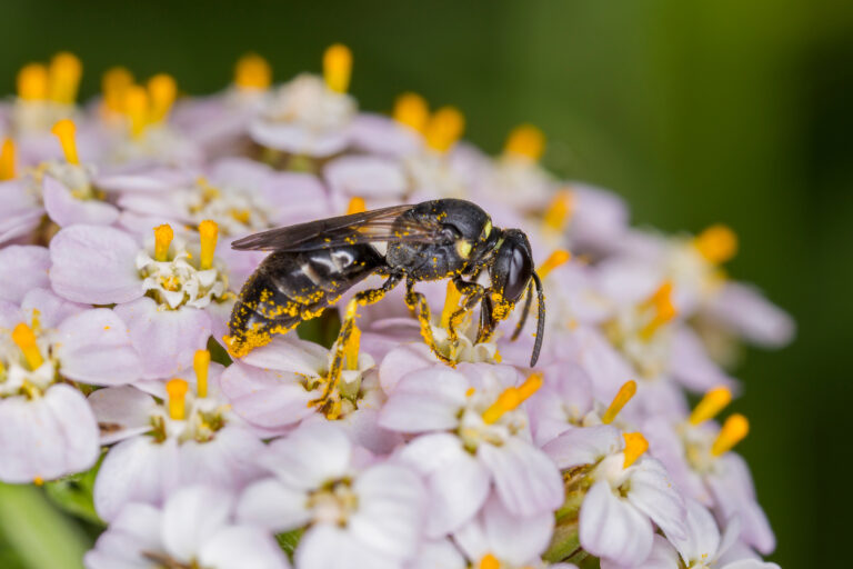 photograph of Halictus tumulorum, the solitary furrow bee. The bee is facing the right. It is foraging on a pink and yellow flower. The bee is almost completely brown.