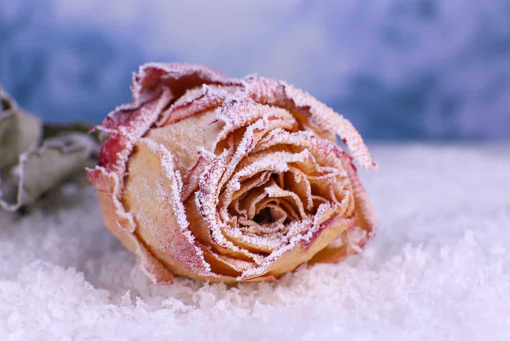 Dried rose covered with hoarfrost on snow