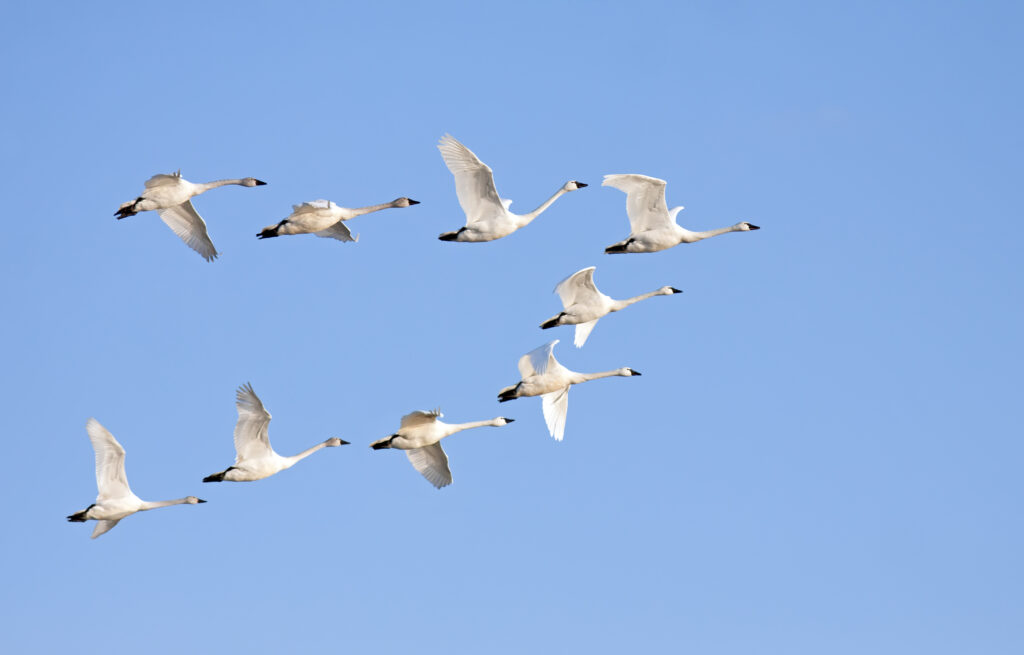 Tundra Flying in Formation - V Shape