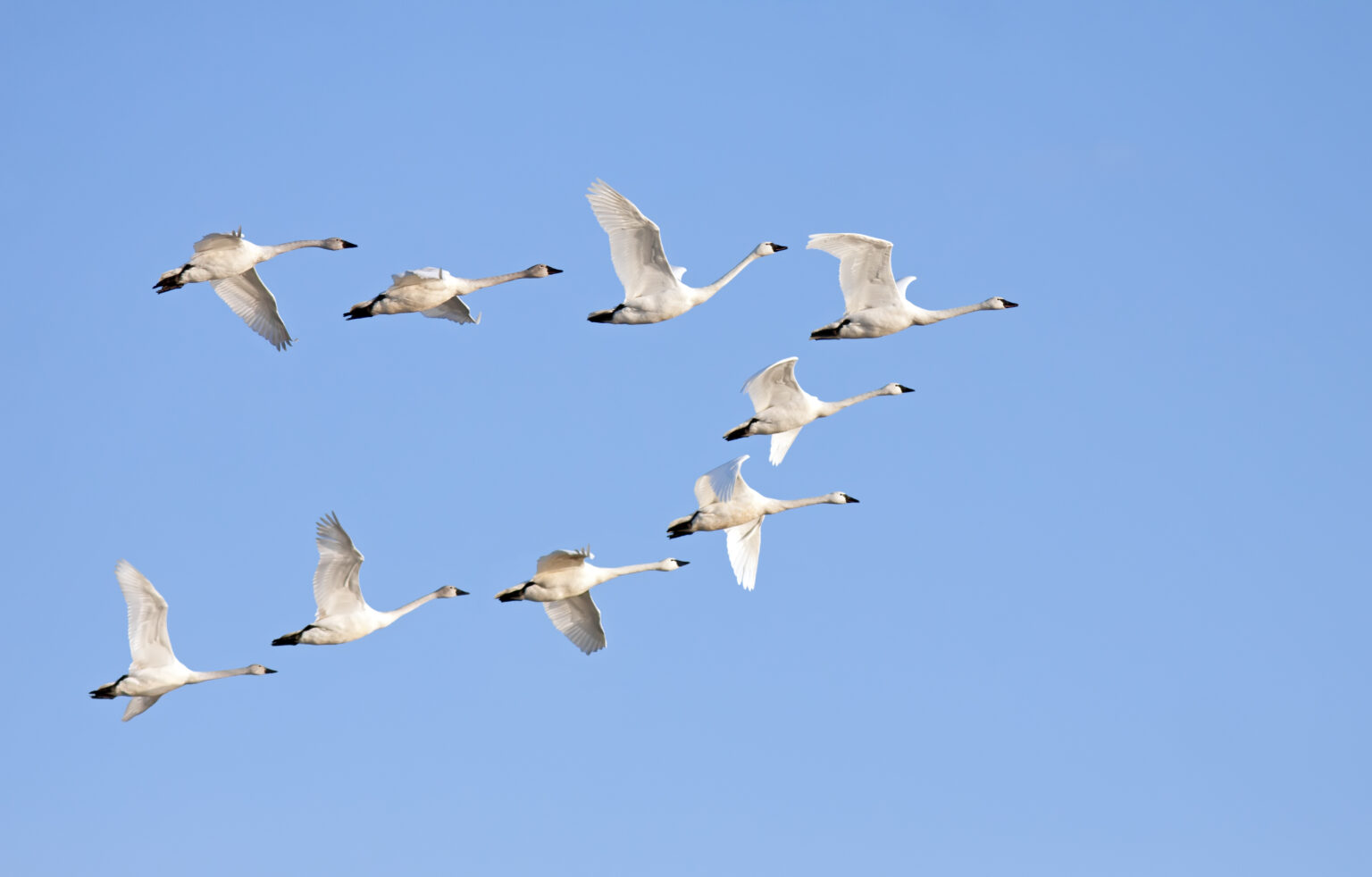 Where Do Swans Go in the Winter? AZ Animals
