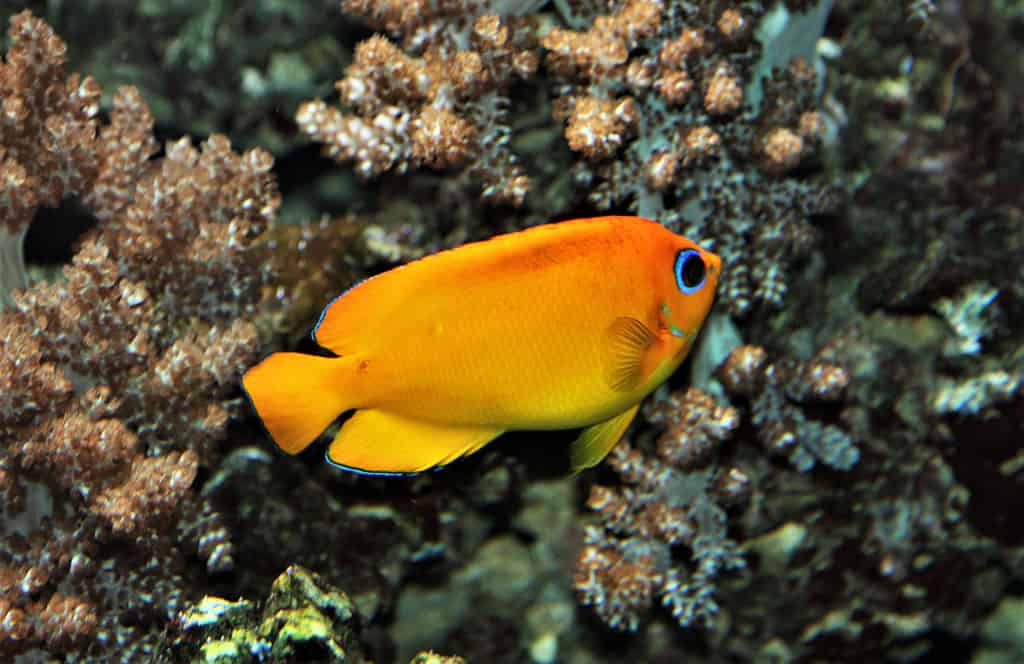 The beautiful lemonpeel angelfish in marine aquarium. Centropyge flavissima is a marine angelfish of the family Pomacanthidae, a popular fish in the aquarium trade.