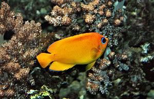 10 Gorgeous Orange Colored Fish (With Pictures!) Picture