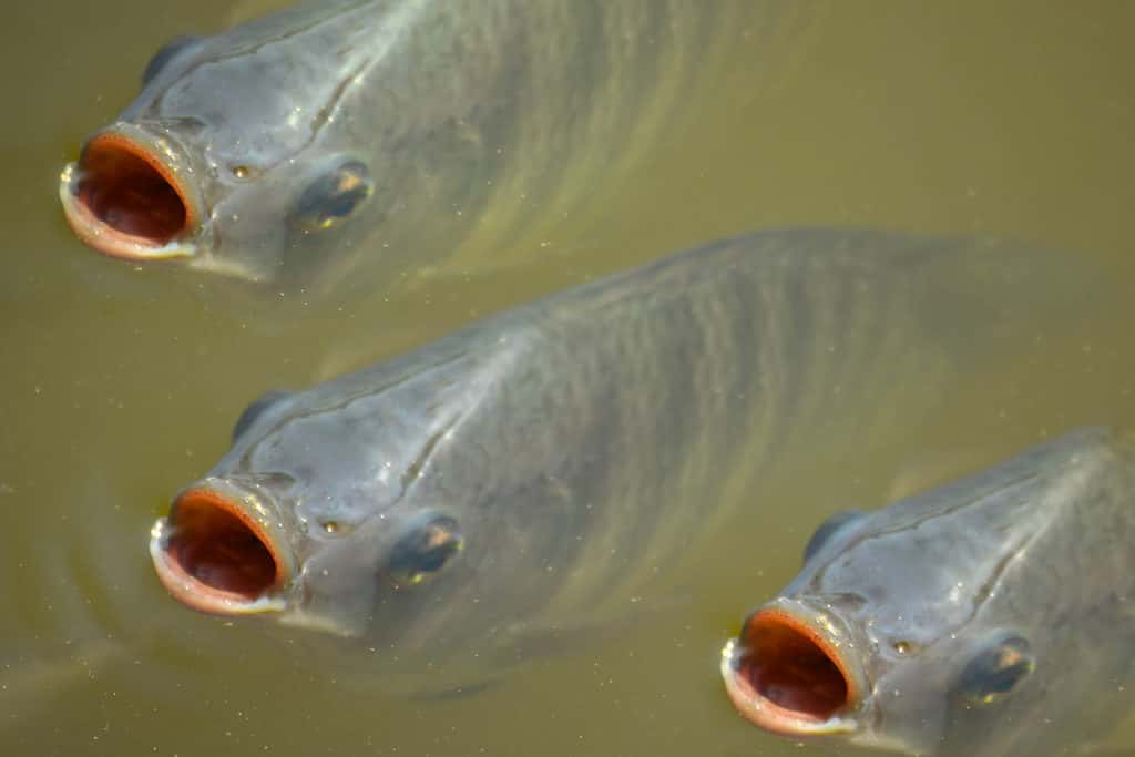 Nile Tilapia on Surface of Pond