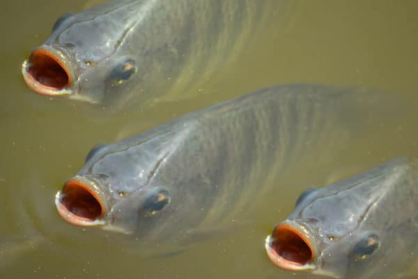 Discover 7 Spectacular Fish Found in Niger - A-Z Animals