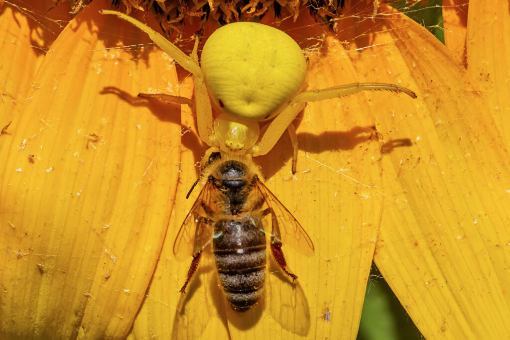 Photograph of a goldenrod crab spider snagging a bee. The goldenrod crab spider is at the top of the frame with its head facing the bottom of the frame. The bee is below the crab spider with its head facing the top of the frame. It appears that the crab spider has got the head of the bee in its mouth. The crab spider is very yellow against the sunflower background; the bee is mostly brown with faint light-colored bands on its abdomen.