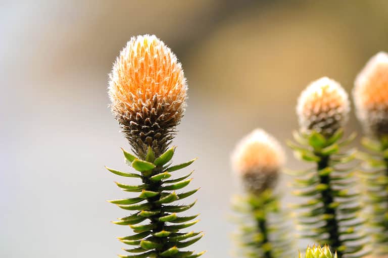 chuquiraga flower