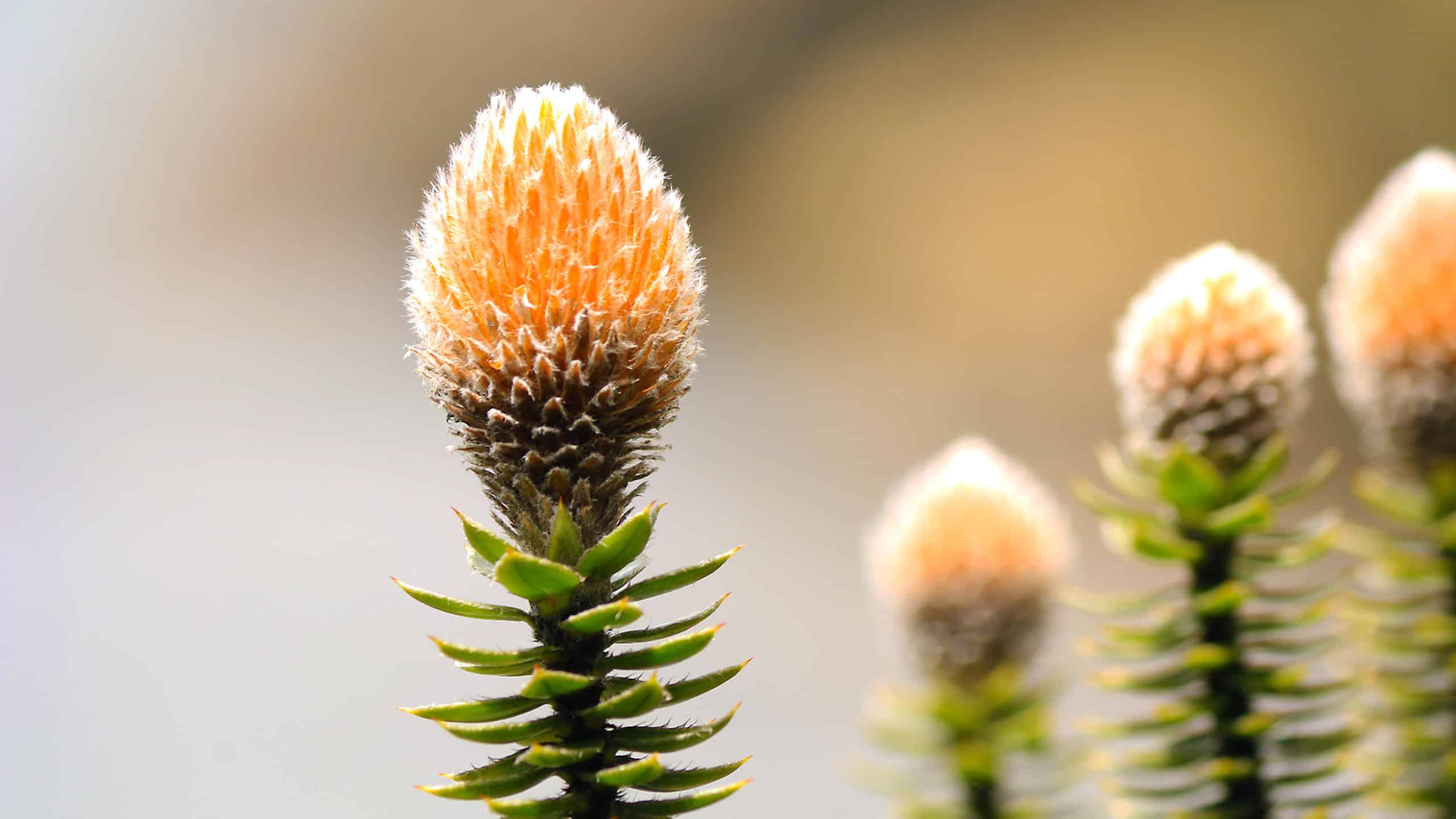 chuquiraga flower