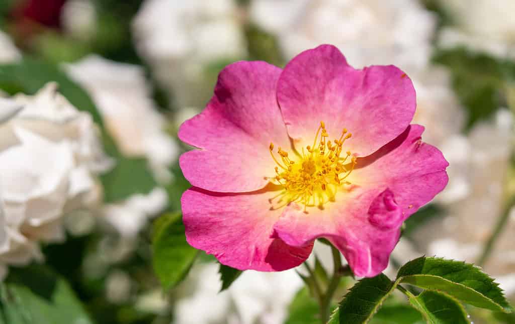 Close up of pink bloom Woods' Rose (Mountain Rose, Western Rose) Scientific Name is Rosa Woodsii