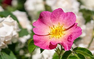6 Stunning Native Roses From New Mexico Picture