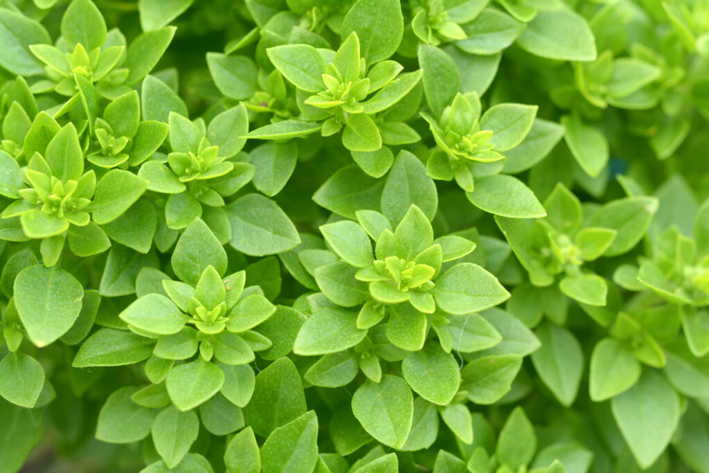 Top view of Greek basil in garden.