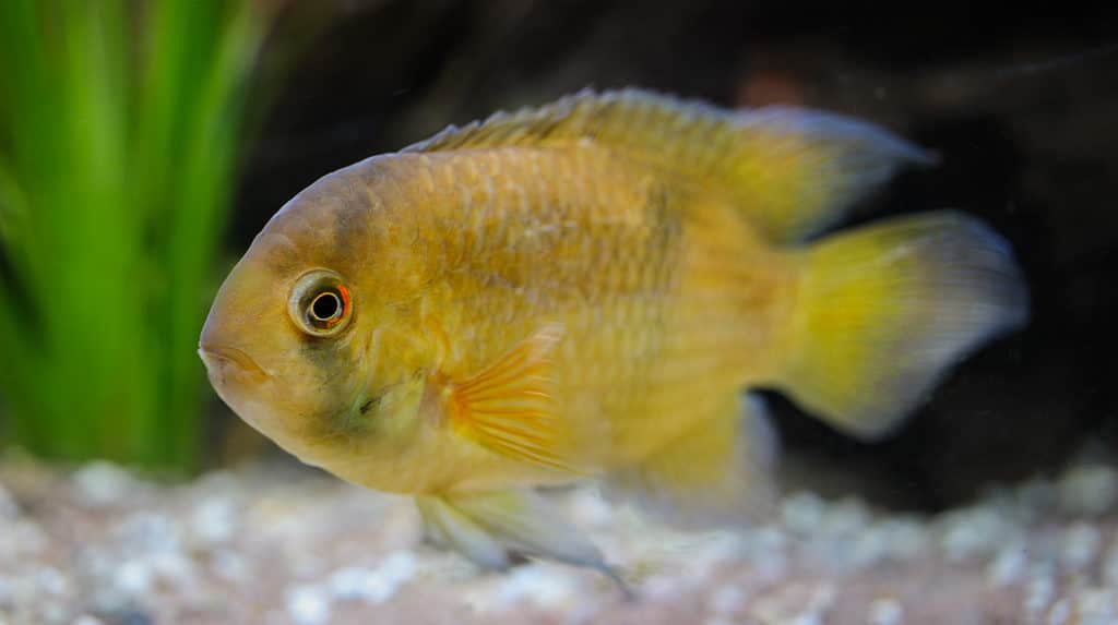 Keyhole cichlid