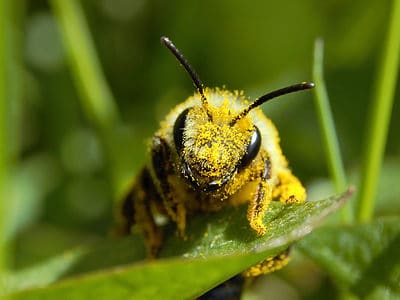 A How Do Bee Gardens Help Bees?