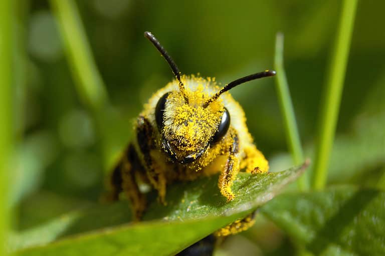 A pollen covered ashy mining bee. The bee is center frame facing the camera. It is resting on a green leaf. The bee is covered in pollen. It is yellow all over.