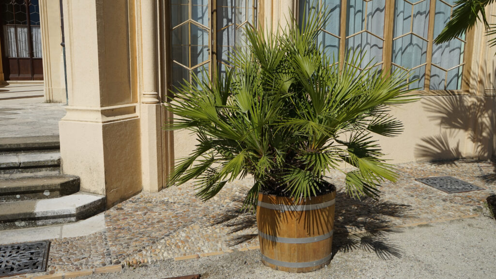 dwarf European fan palm