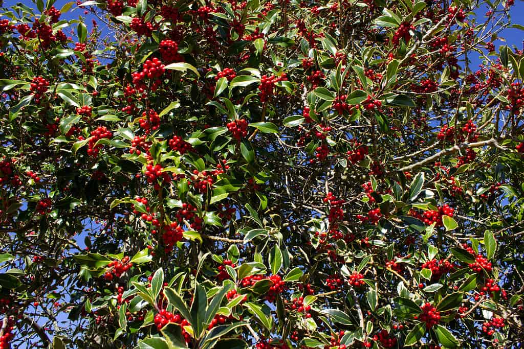 Branches of a Holly Tree - Trees Native to Australia