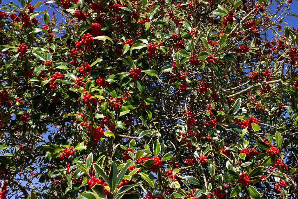 Branches of a Holly Tree