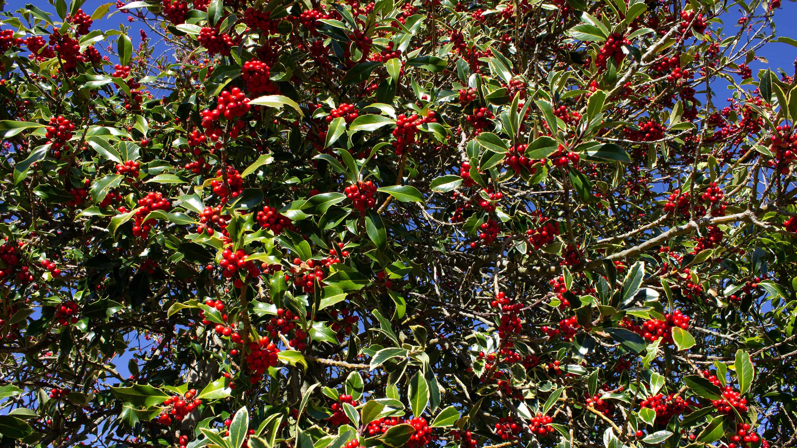 Branches of a Holly Tree