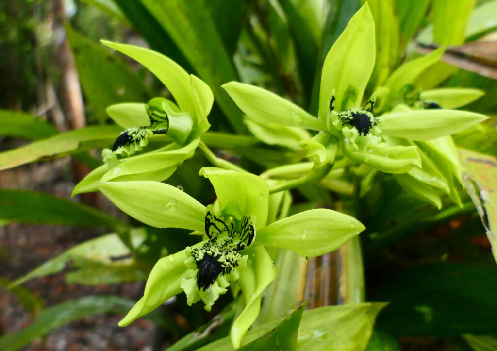 Lute-Shaped Coelogyne, Black Orchid (Coelogyne pandurata)