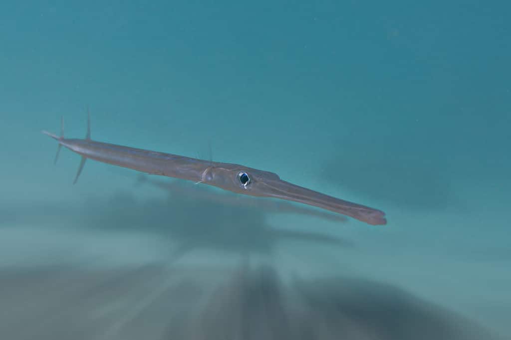 Cornetfish, Also Known as Rough Flutemough