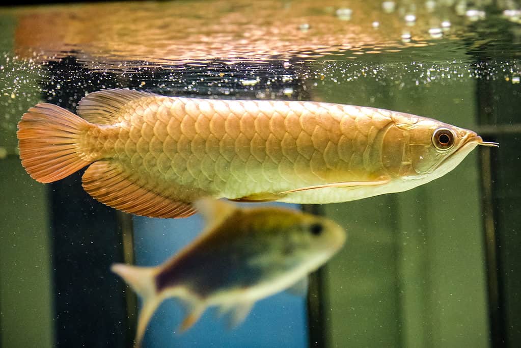 Cá rồng Golden Dagon trong nước