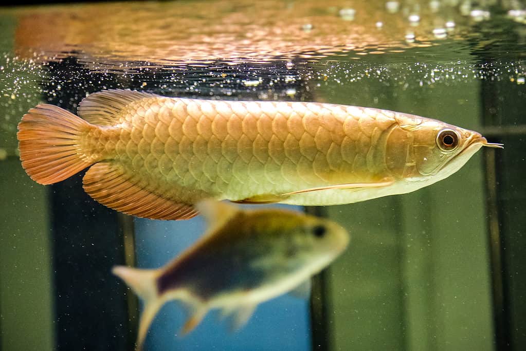 Golden Dagon arowana in water