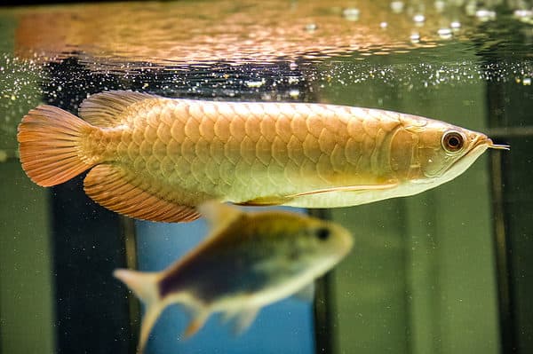 10 Stunning Yellow Colored Fish (Freshwater And Saltwater!) - A-Z Animals