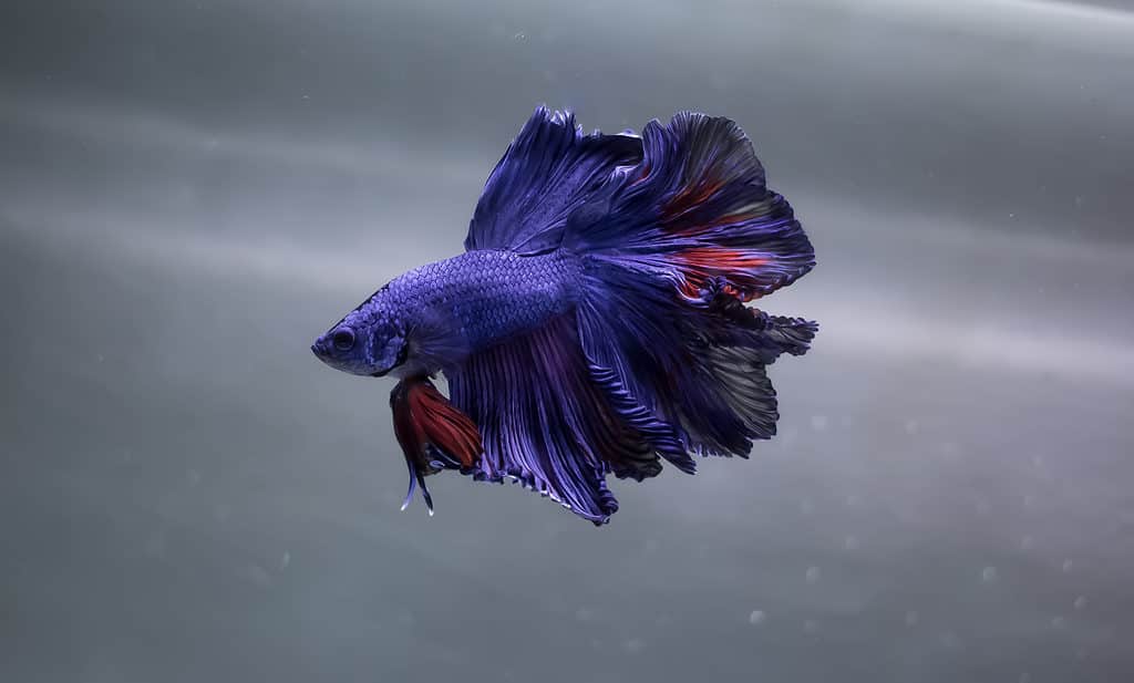 Purple betta fish